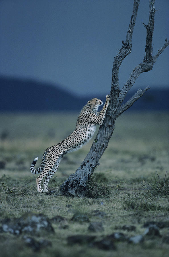 Cheetah Acinonyx Jubatus, Resting Photograph by Anup Shah