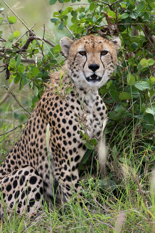 Wildlife Photograph - Cheetah (acinonyx Jubatus by Sergio Pitamitz