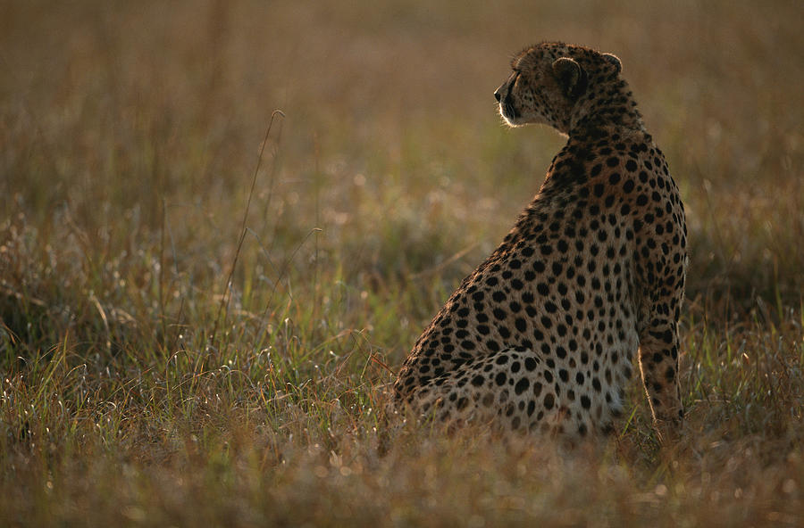 Cheetah Acinonyx Jubatus Sitting And Photograph by Anup Shah