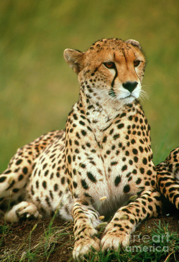 Wildlife Photograph - Cheetah (acinonyx Jubatus) Sitting On A Mound by William Ervin/science Photo Library