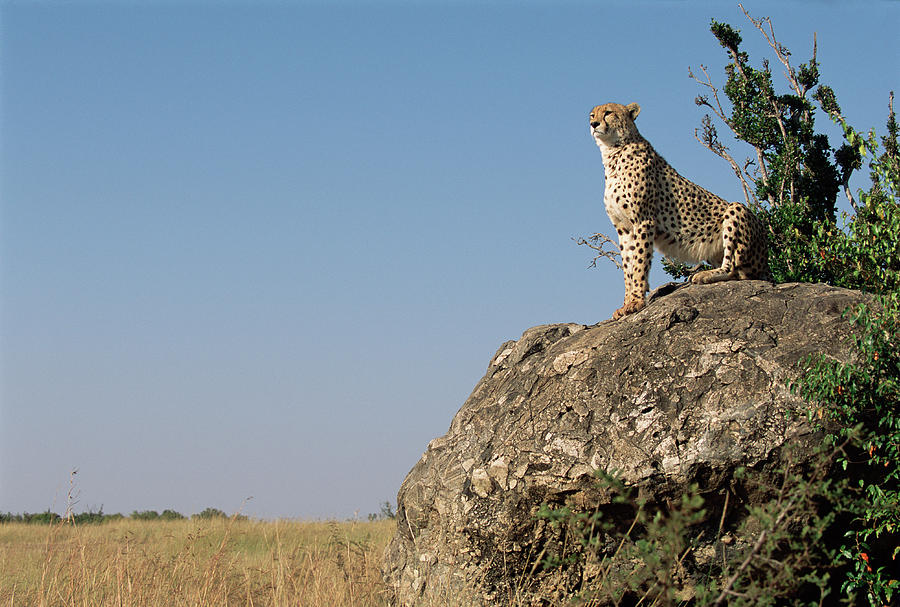 Cheetah Acinonyx Jubatus Sitting On Photograph by James Warwick