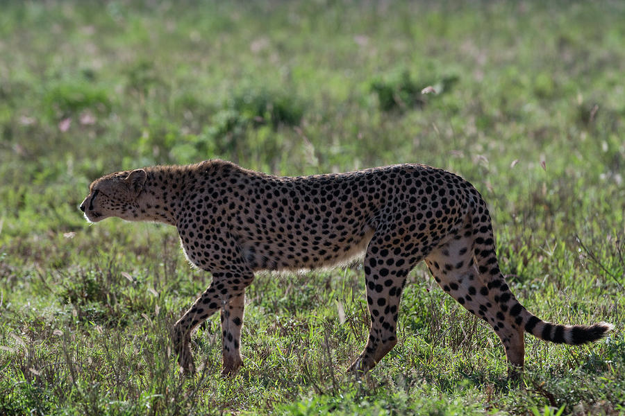 Wildlife Digital Art - Cheetah (acinonyx Jubatus) Walking In The Savannah,, Tsavo, Kenya by Delta Images