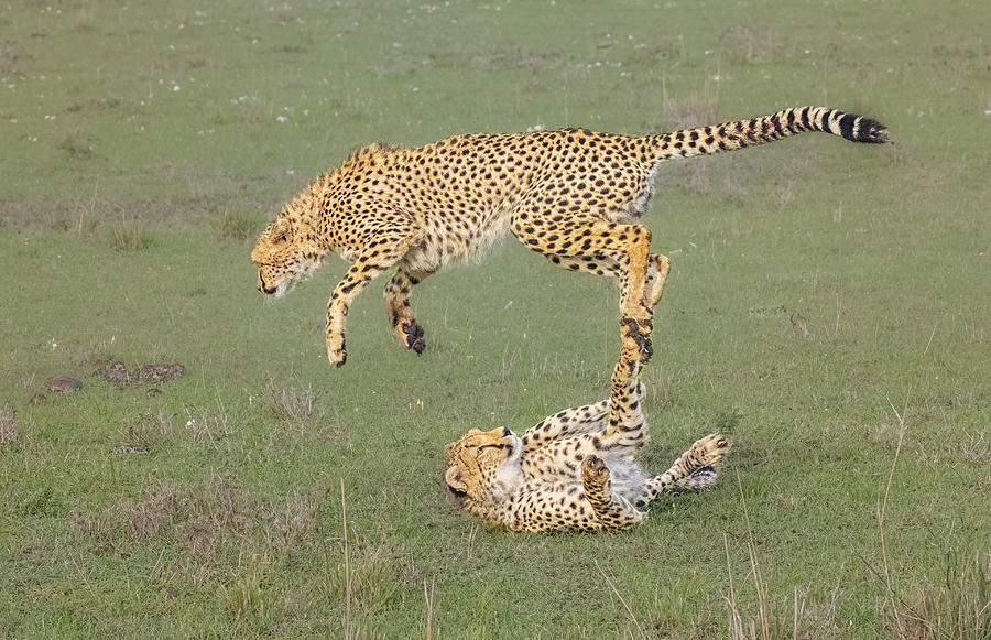 Cheetah Acrobatic Show Photograph by Yang Jiao
