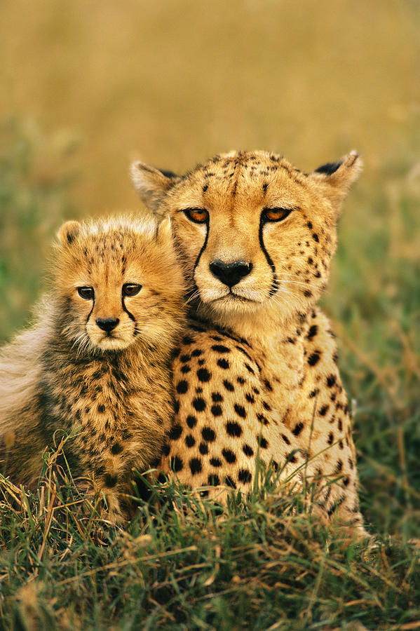 Cheetah And Cub Photograph by Mint Images - Fine Art America