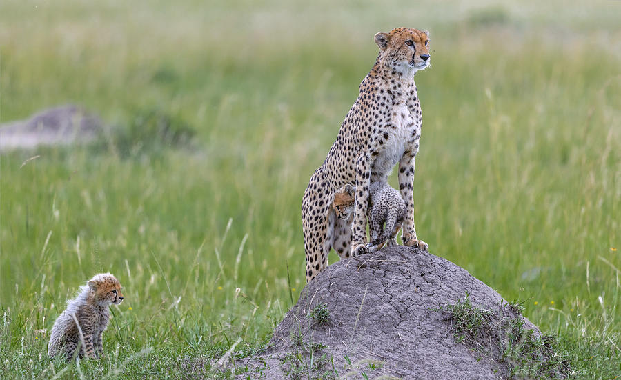 Wildlife Photograph - Cheetah And Cubs by Roshkumar