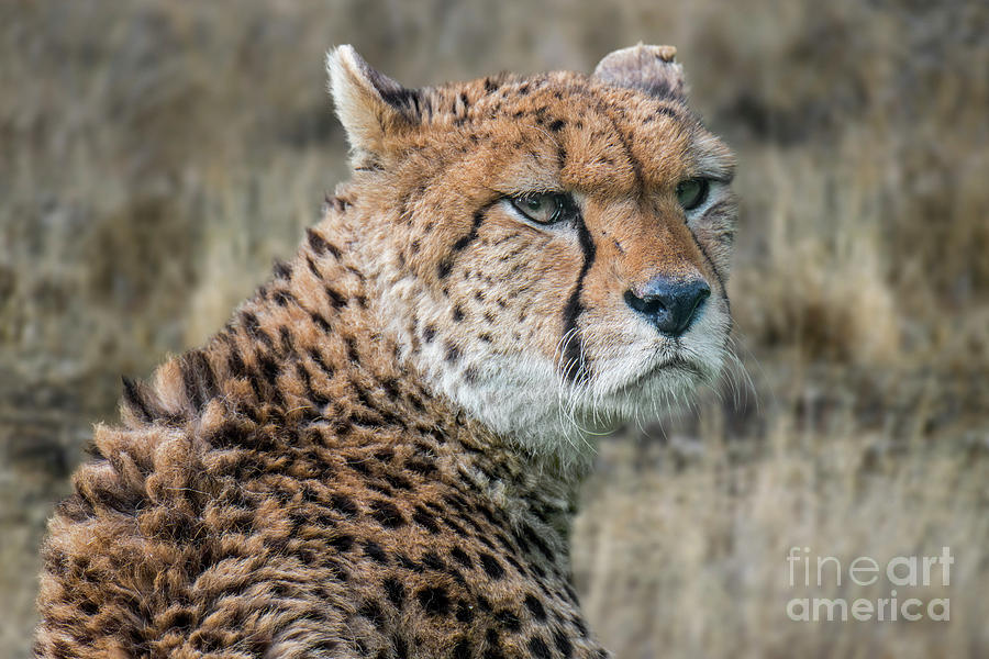 Cheetah Photograph by Arterra Picture Library
