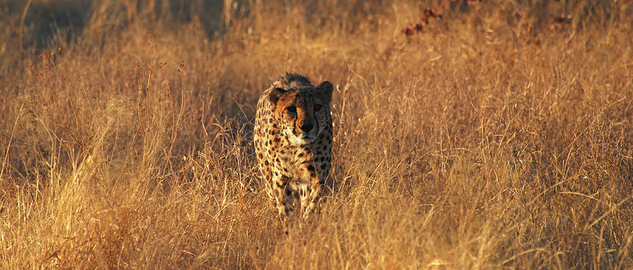 Cheetah Photograph by Bbuong