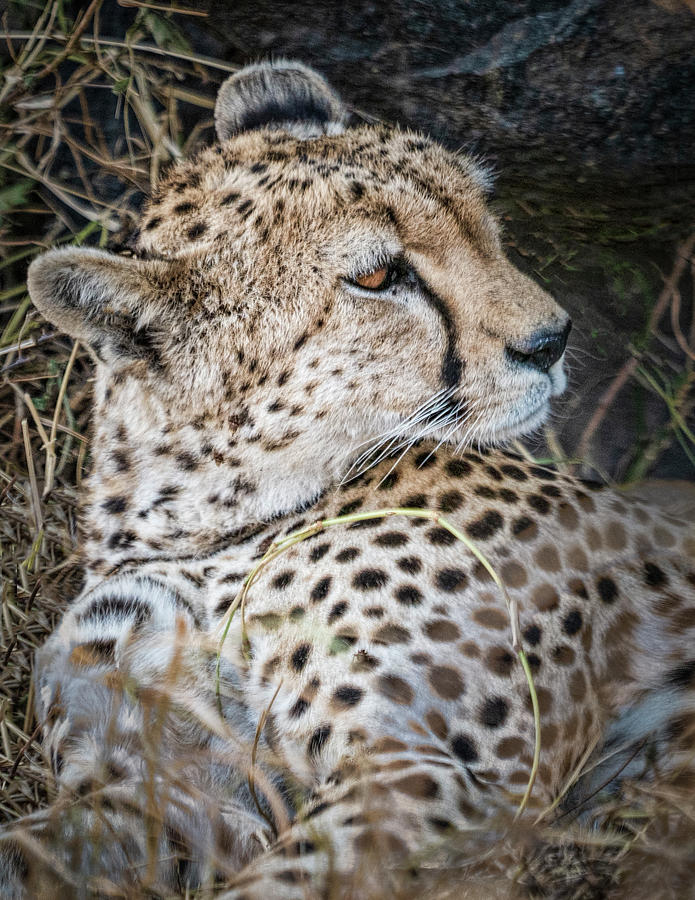 Cheetah Photograph by Betty Eich
