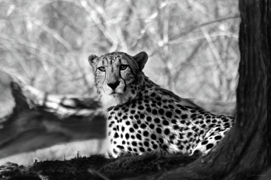 Cheetah Black And White 2 Photograph