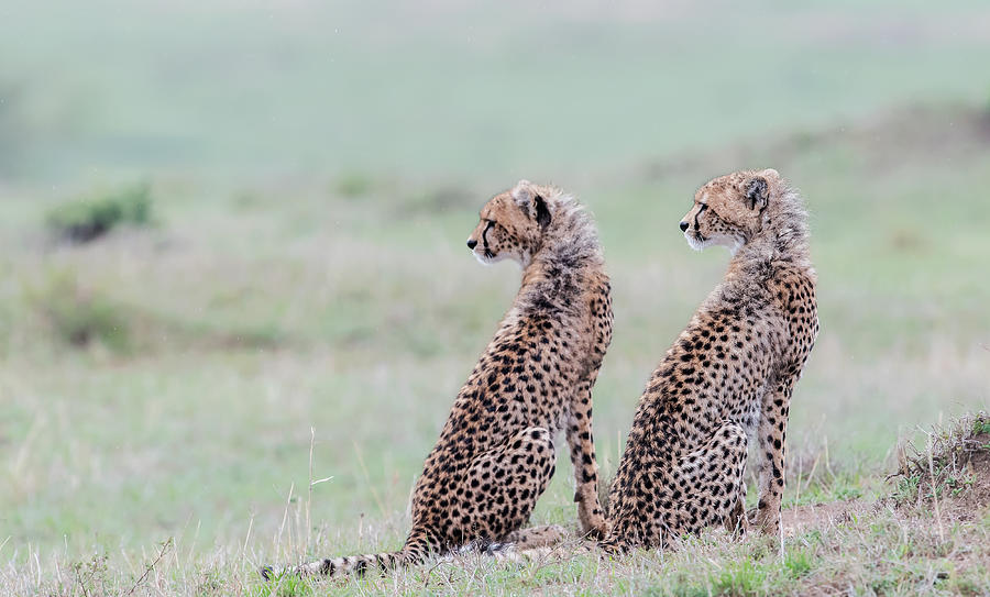 Wildlife Photograph - Cheetah Brothers by Jie  Fischer