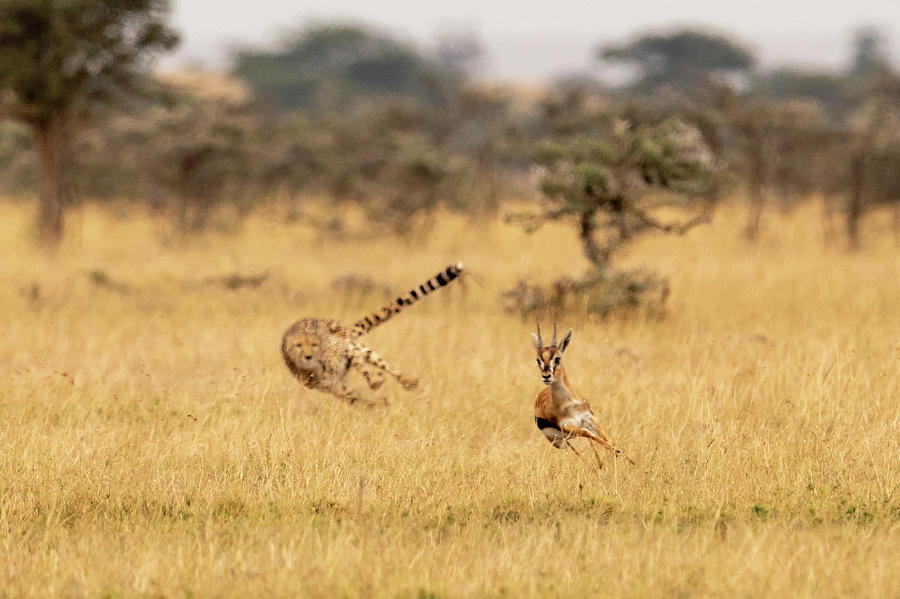 cheetah chasing gazelle