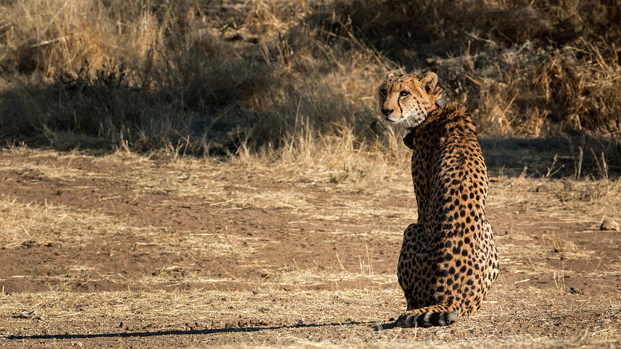 Cheetah Photograph by Claudio Maioli