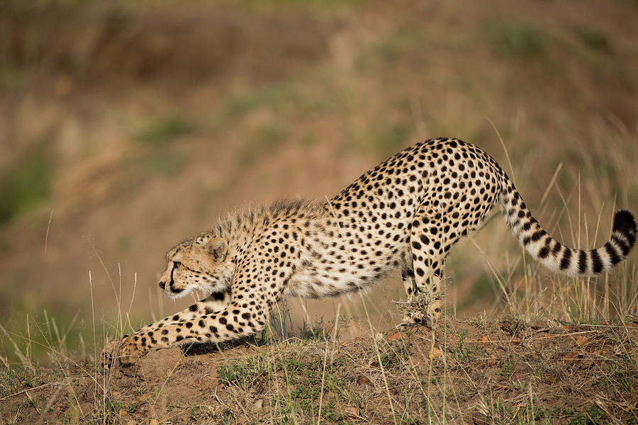 Cheetah Closeup Stretching and Clawing Photograph by June Jacobsen