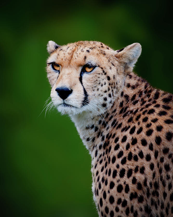 Cheetah Photograph by Colin Carter Photography