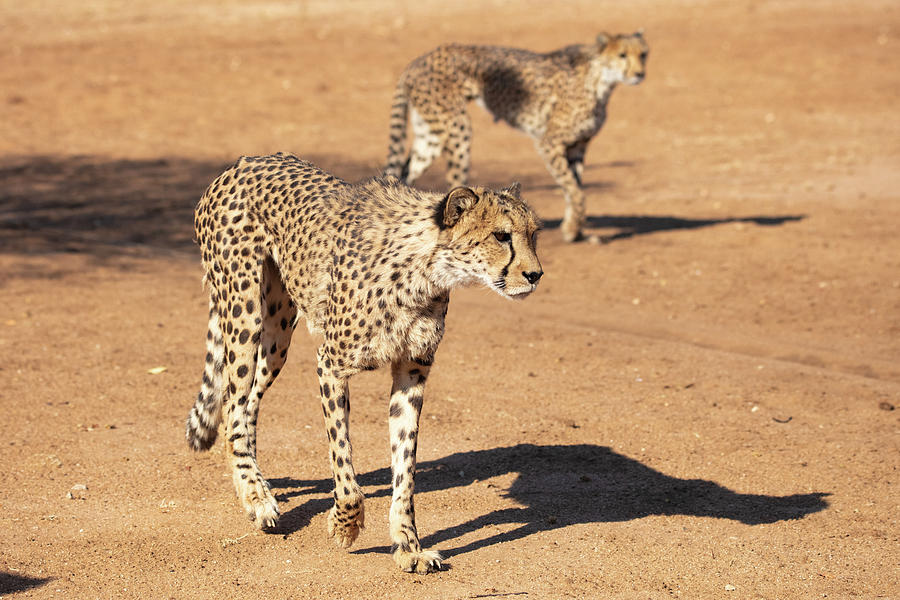 Cheetah Conservation Print 10 Photograph by Jennifer Leigh Warner ...