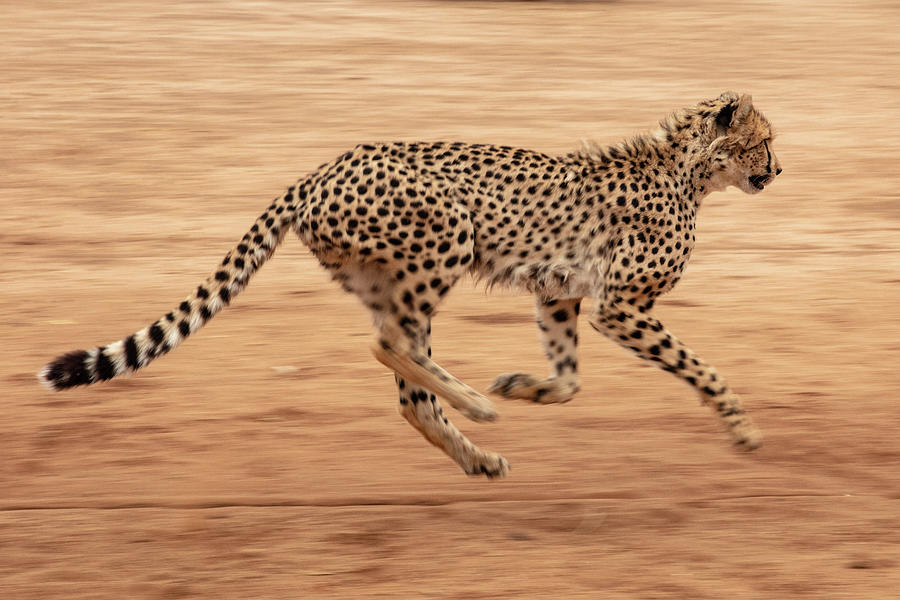 Cheetah Conservation Print 6 Photograph by Jennifer Leigh Warner - Fine ...