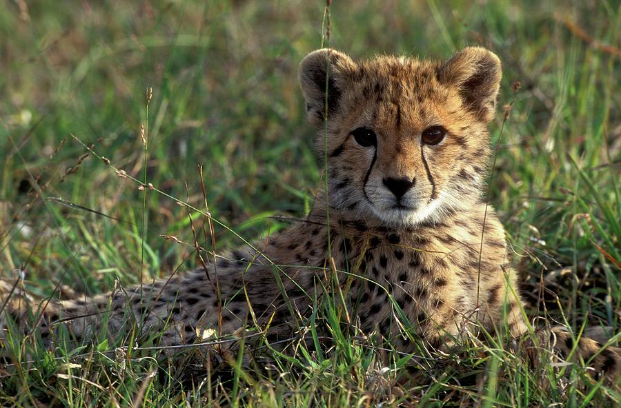 Cheetah Cub (acinonyx Jubatus) Photograph by Roger De La Harpe - Pixels