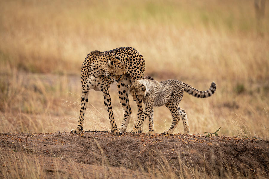 Cheetah cub and mother cross earth mound Photograph by Ndp | Fine Art ...