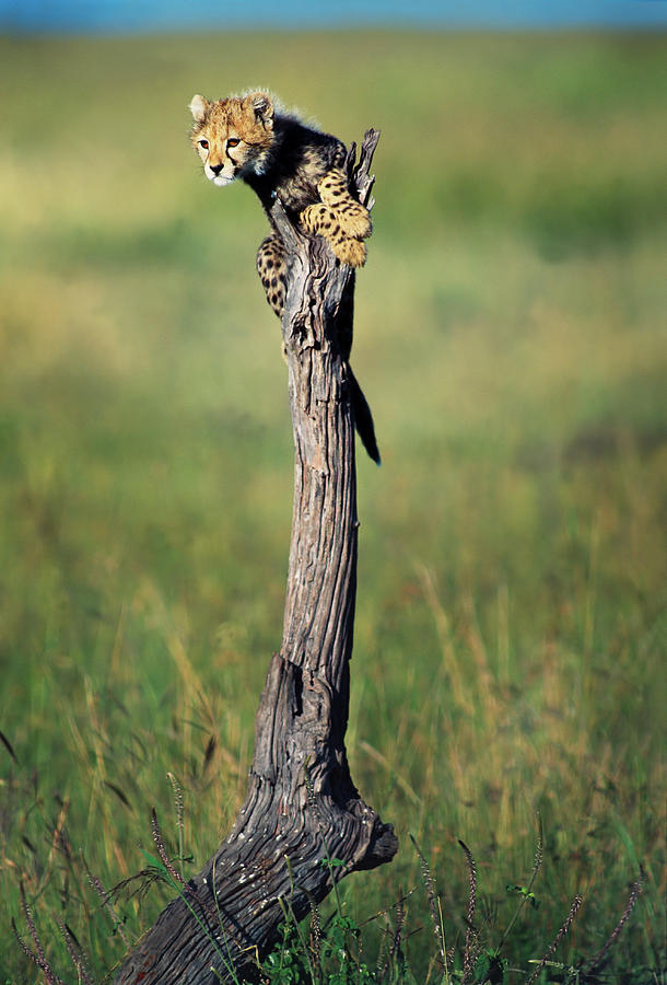 Cheetah Cub On Dead Tree Trunk Photograph by Mike Hill