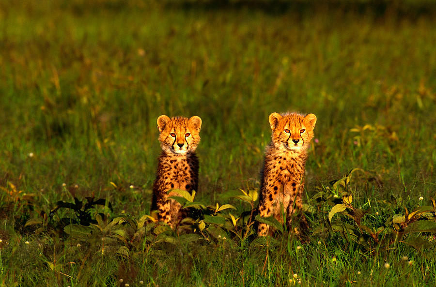 Cheetah Cubs Acinonyx Jubatus Sitting Photograph by Art Wolfe