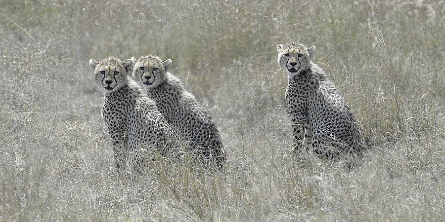 Wildlife Photograph - Cheetah Cubs by Nadine Henley