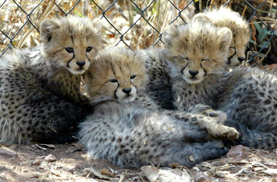 Cheetah Cubs Rest In South Africa Photograph by Juda Ngwenya - Fine Art ...