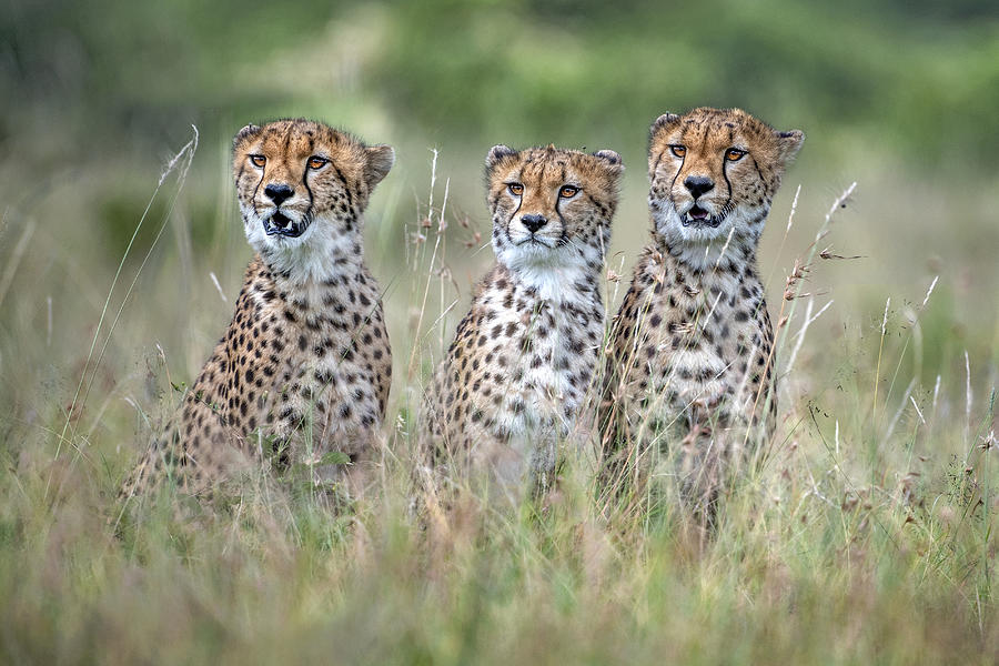 Africa Photograph - Cheetah Cubs by Xavier Ortega
