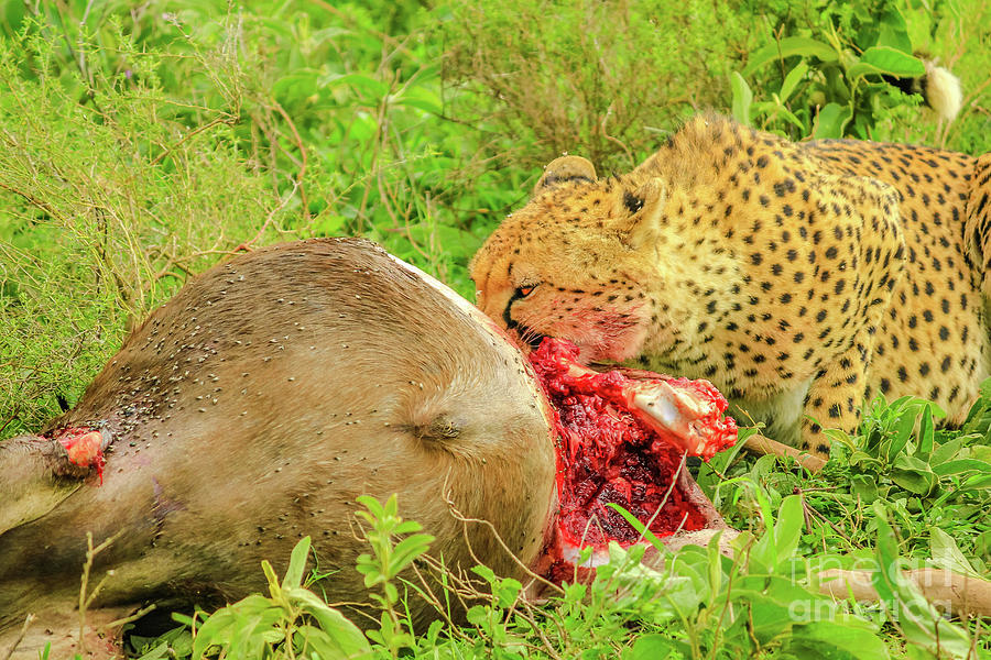 Cheetah eating Serengeti Photograph by Benny Marty