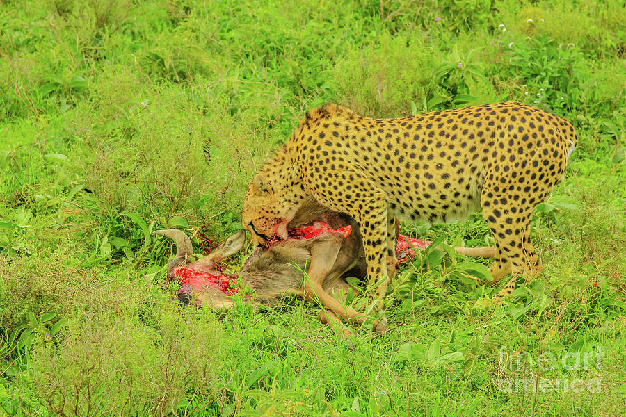 Cheetah eats Gnu Photograph by Benny Marty