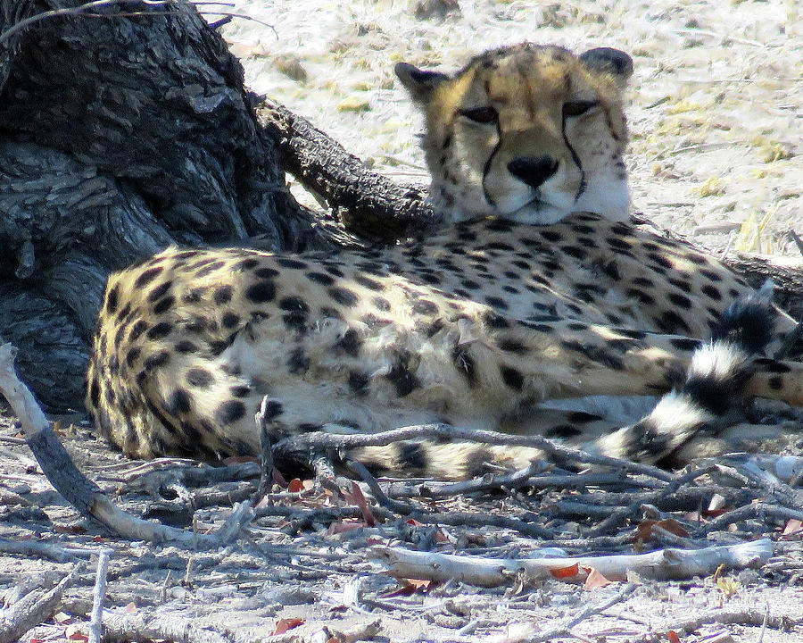 Cheetah Photograph by Eric Pengelly