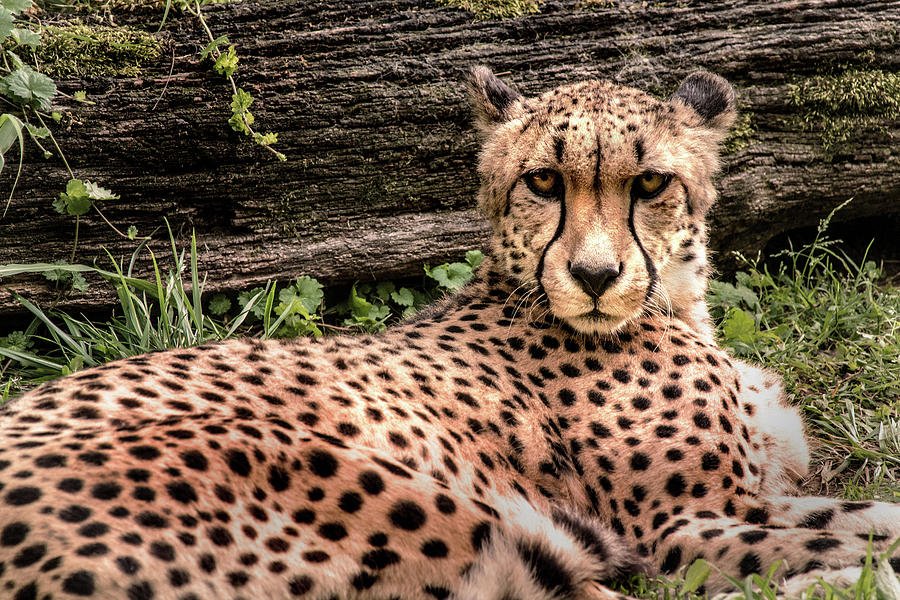 Cheetah Eye Contac Photograph by Don Johnson