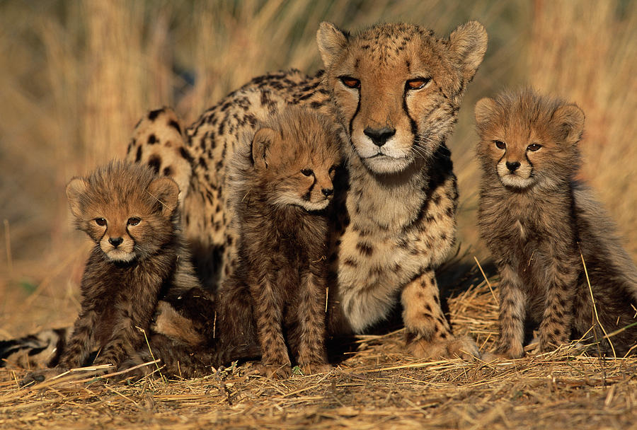 Cheetah  Family  Acinonyx Jubatus Photograph by Nhpa