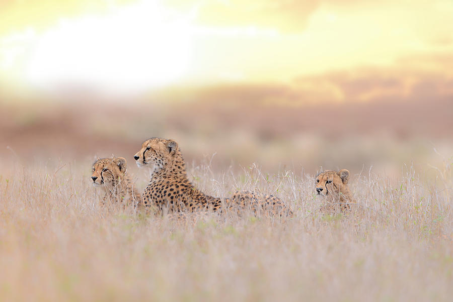 Cheetah Photograph - Cheetah Family by Ozkan Ozmen     I     Big Lens Adventures