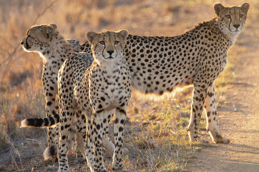 Cheetah family Photograph by Patrick Nowotny