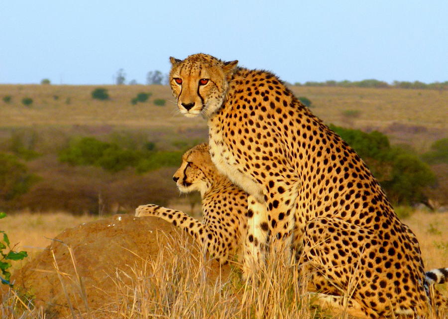 Cheetah Photograph by Femi Faminu