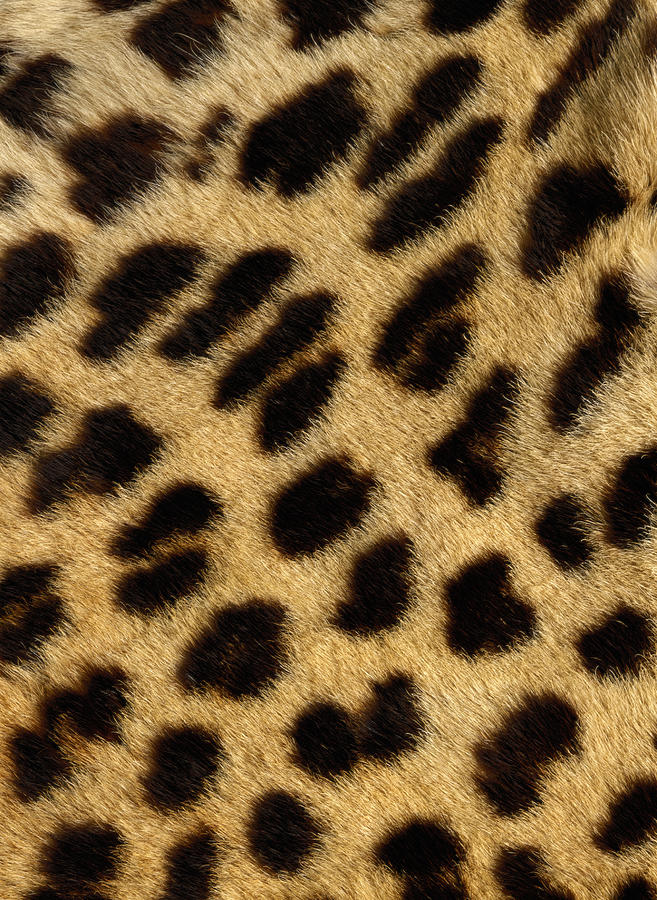 Cheetah Fur Photograph by Siede Preis