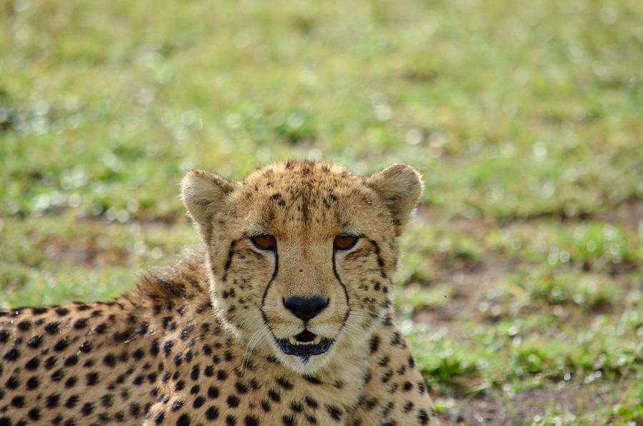 Cheetah Photograph by Gregory Gentile - Fine Art America