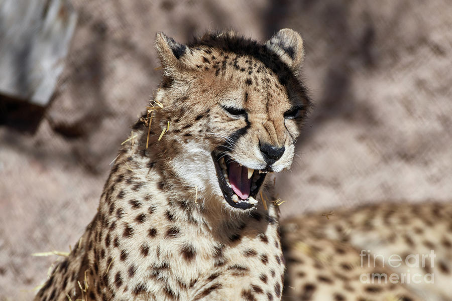 Cheetah Growl Photograph by Robert WK Clark