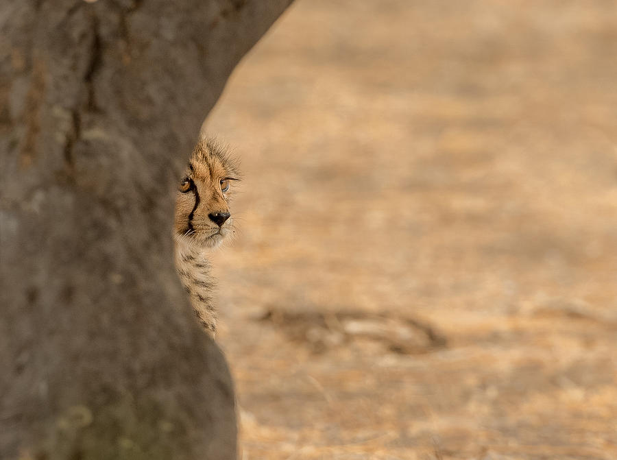 Cheetah Hiding Photograph by Jaco Marx