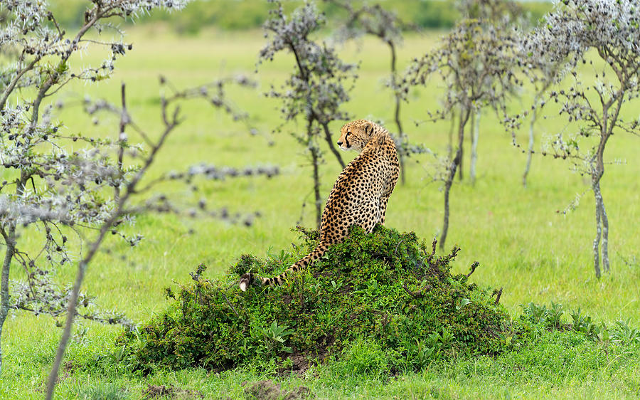 Cheetah Photograph - Cheetah by Hua Zhu