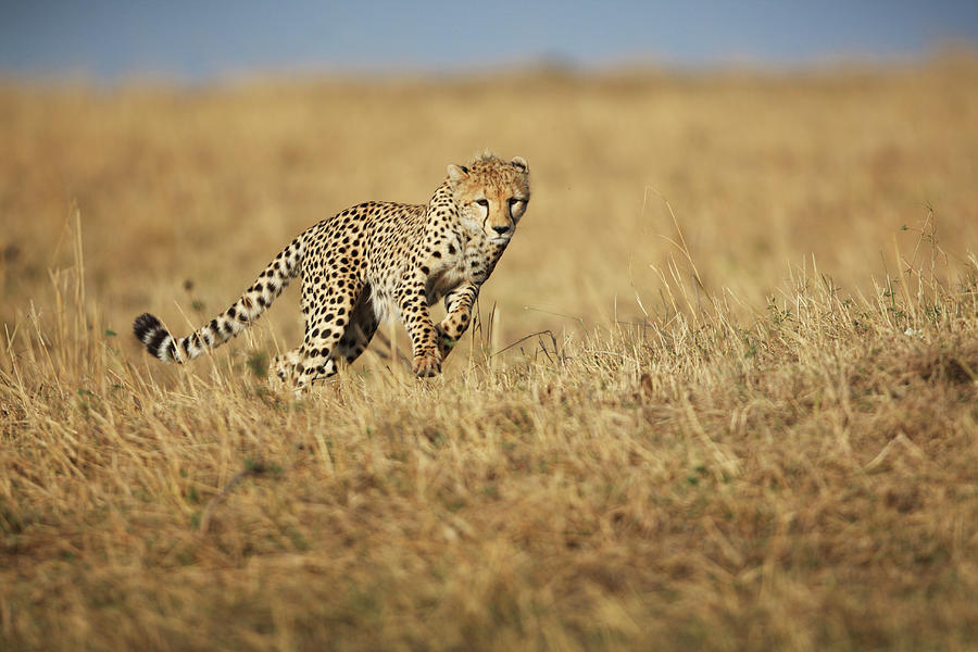 Cheetah Hunting Photograph by Gp232