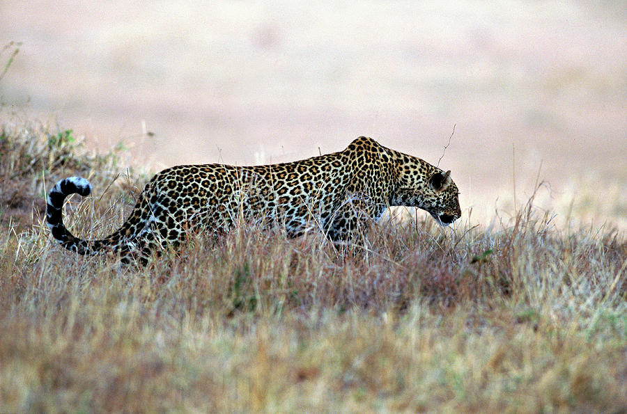 Cheetah Hunting, Kenya, Africa Photograph by James Gritz