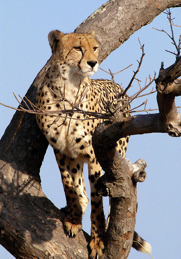 Cheetah in a Tree Photograph by Bill Cain