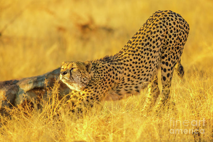 Cheetah in Africa Reserve Photograph by Benny Marty