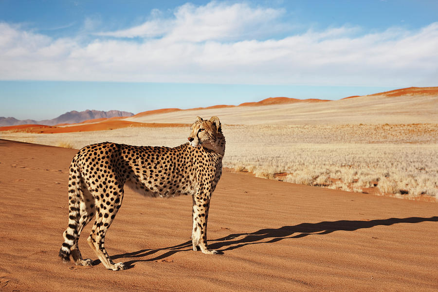 Cheetah In Desert Environment Photograph by Martin Harvey