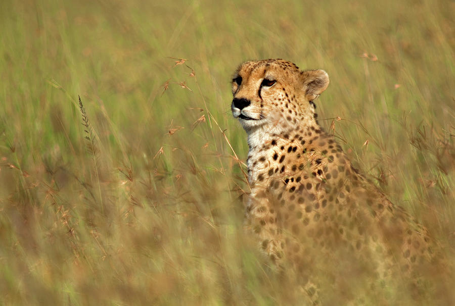 Cheetah In High Grass Photograph by Wldavies
