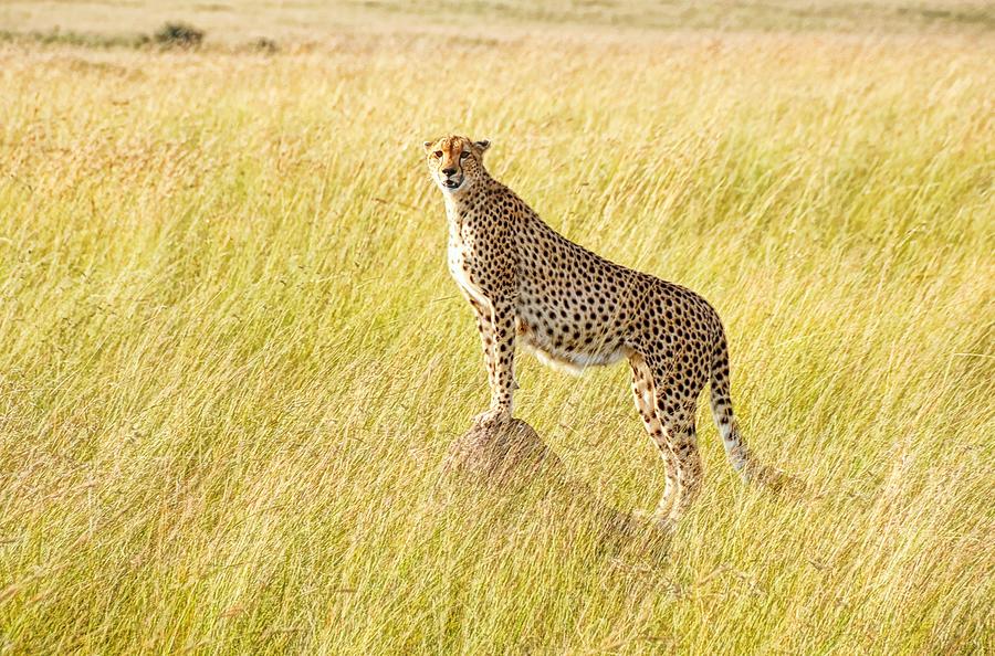 Cheetah In Masai Mara, Kenya Photograph by Photos By Coyle