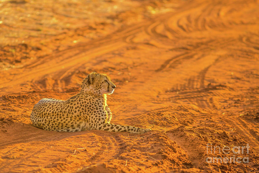 Cheetah in red desert Photograph by Benny Marty