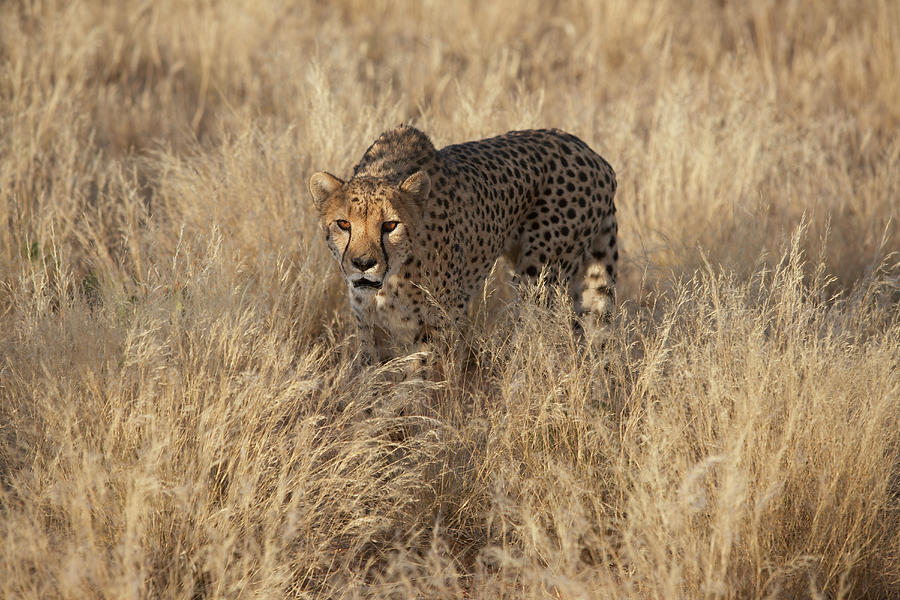 Cheetah In Savannah, Namibia Photograph by Stefan Schütz - Fine Art America