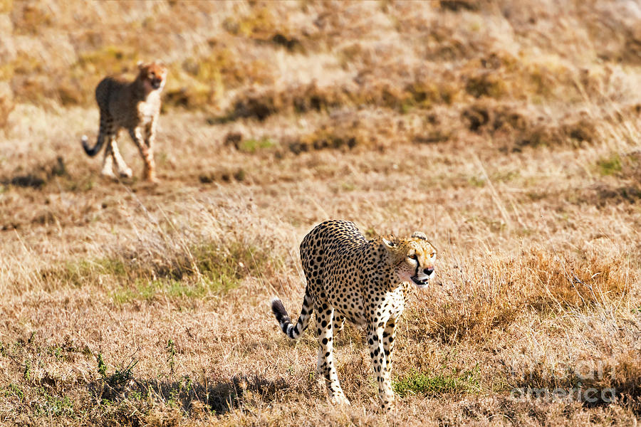 Cheetah in Serengeti National Park, Tanzania. by Marek Poplawski Cheetah in Serengeti National Park, Tanzania. by Marek Poplawski